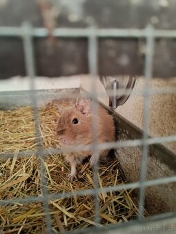Osmák degu - 2