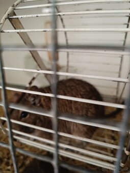 Osmák degu - 2
