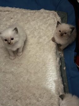 Ragdoll - 2