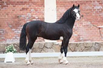 Připouštění Welsh Pony of cob type - 2