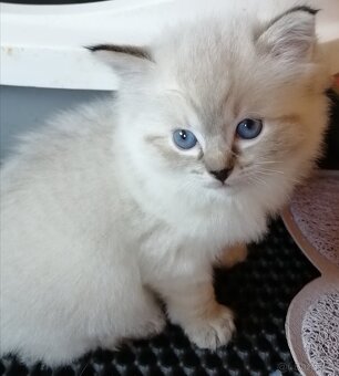 Ragdoll koťátka bez PP - 2