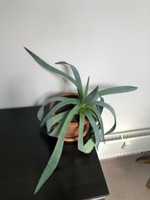 Aloe Vera 30 - 40 cm včetně květináče - 2
