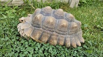 Želva ostruhatá (Geochelone Sulcata) 29 cm samice, plastron, - 2