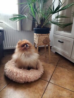 Pomeranian - typový pejsek s PP - 2