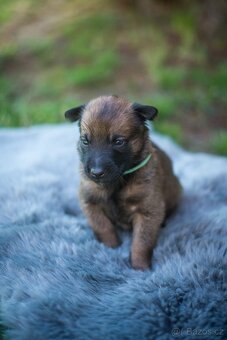 Belgický ovčák Malinois s PP - 2