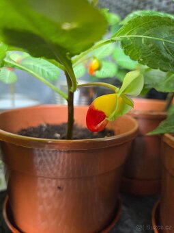 Impatiens - 2
