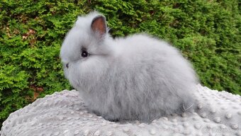 Zakrslý králík, králíček -(TEDDY)-FÍLA - 2