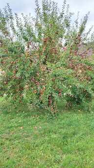 Výborná jablka - 2