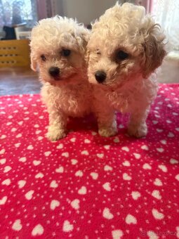 Boloňský psík bez pp - 2