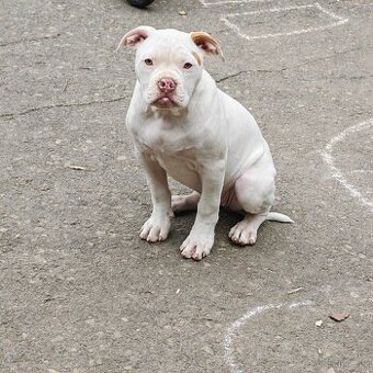 Americký buldok - 2