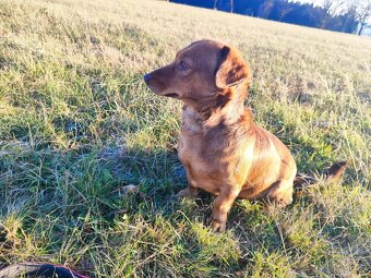 Štěňata křížence - 2