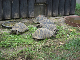 želva zelenavá a vroubená- odrostlá mláďata - 2