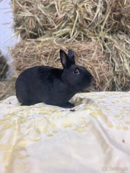 Zakrslý králík s pp - Jafar - 2