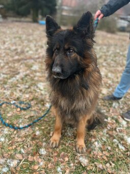 Německý ovčak - 2