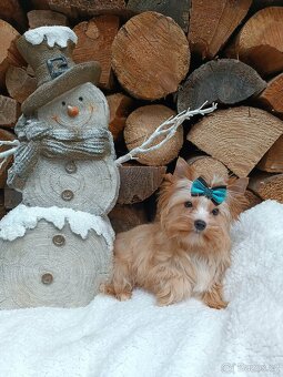 Golddust, Biewer jorkšírský teriér s PP - 2