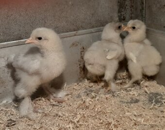 Brahmanka velká modrá - 2