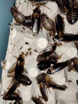 Šváb argentinský - 2