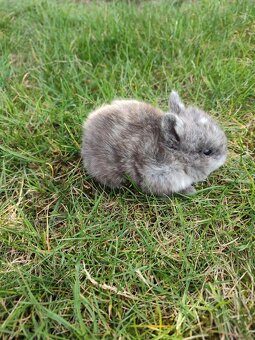 Zakrslý králíček - 2