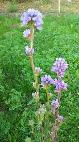 Zvonek hadincovitý - Campanula cervicaria 3000 semen 50 Kč - 2