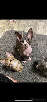 Krytí kocourem kanadské sphynx - 2