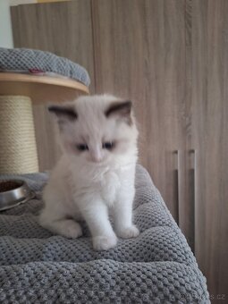 Koťátko Ragdoll s PP - 2