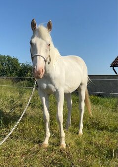 Appaloosa valach, 3 roky - 2