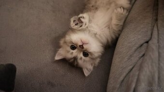 Koťata WHISKAS - 2