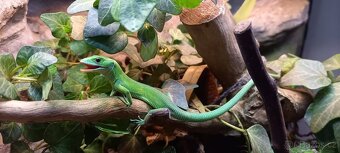 Gastropholis prasina - 2