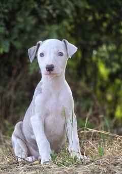 Whippet - 2