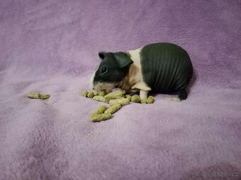 🔍🏡💕🔎 hledáme láskyplný domov pro skinny morčatka - 2