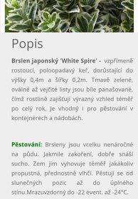 Brslen japonský bílo zelený - 2