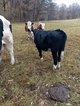 Prodám jalovičku - 2