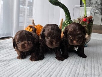 Ruská barevná bolonka - štěňátka s PP k odběru - 2