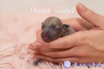 Italský chrtík s PP - 2