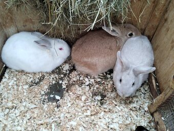 Polozakrsla králička - 2