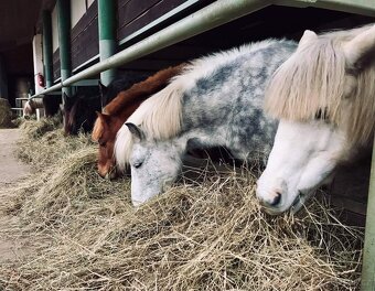 Pastevní ustájení Kočvary - 2