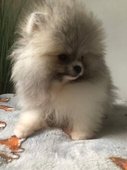 Pomeranian s p.p - 2