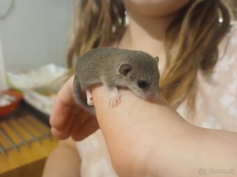 Plšík africký, mládě - samička - 2