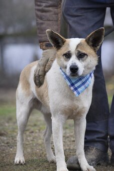 Flint hledá domov - 2