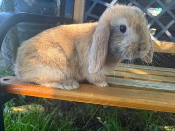 Mini lop králíčci - 2