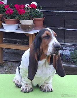 Basset Hound - 2
