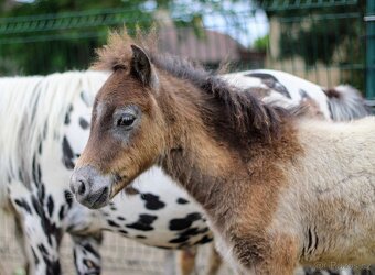 Prodám minihorse - miniappaloosa hřebeček - 2