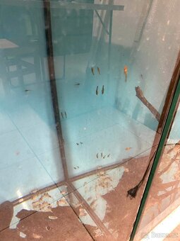 Ancistrus SP. velikosti od 4 do 14cm - 2