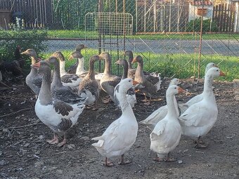 Husa Pomořanska,landeska ,bila - 2