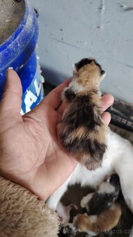 Mainska mývalí kočka - 2