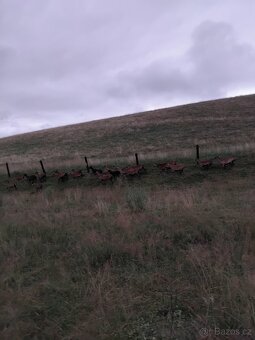 Kamerunské ovce - 2