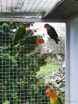 Agapornis Fischeri - 2