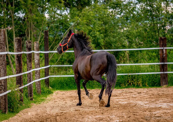 Španělská klisna - vhodná jako společnice, milá k dětem - 2