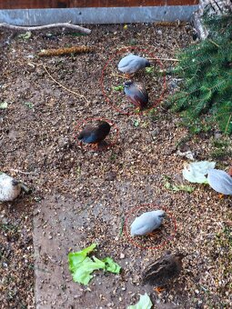 Křepelka čínská - 2