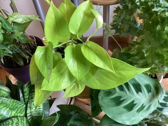 Potosy, Monstera minima - 2